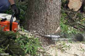 Best Hazardous Tree Removal  in Iola, KS