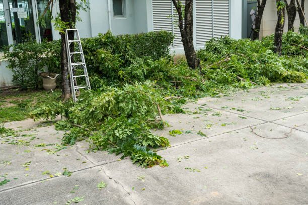 Best Lawn Disease Treatment  in Iola, KS