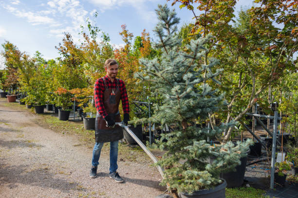 Best Tree Disease Treatment  in Iola, KS
