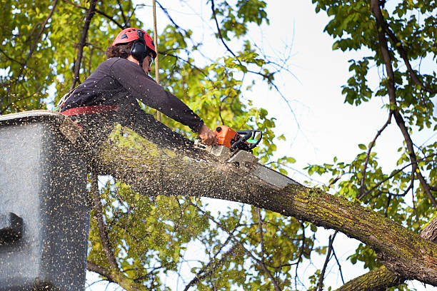 Best Utility Line Clearance  in Iola, KS